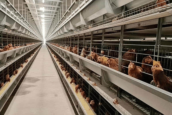 Cage and Egg Retrieval Machine