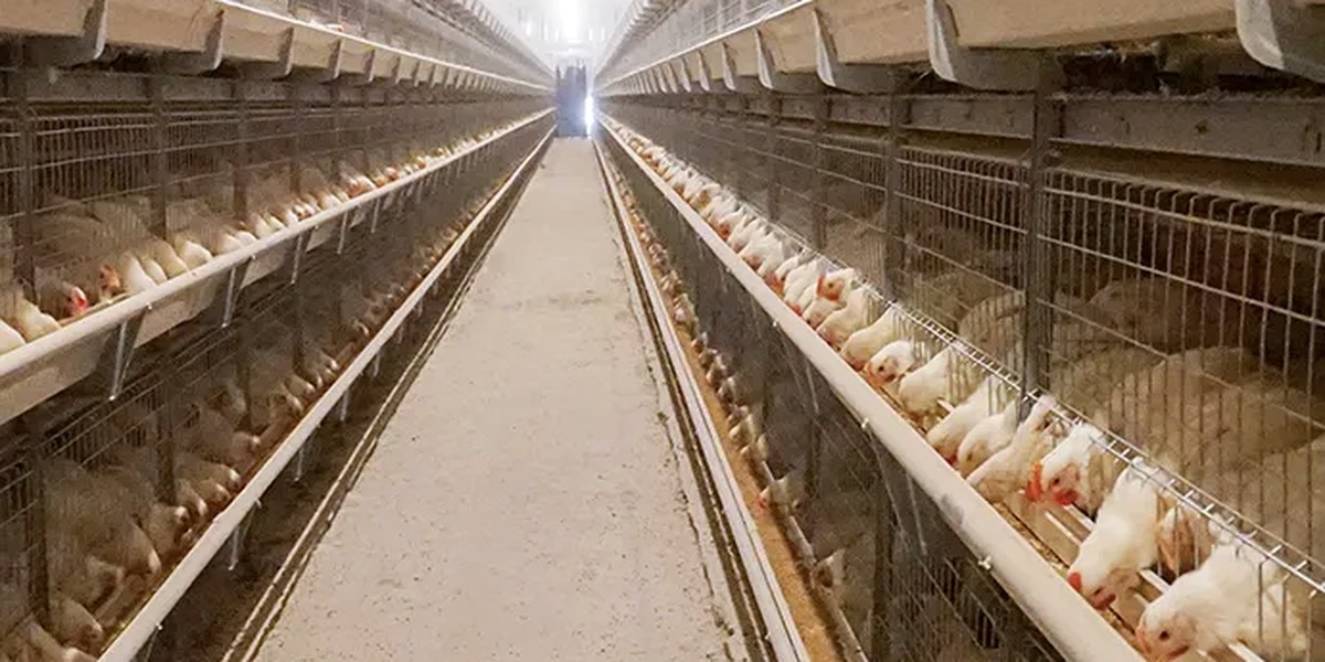 Layer Chicken Cage System