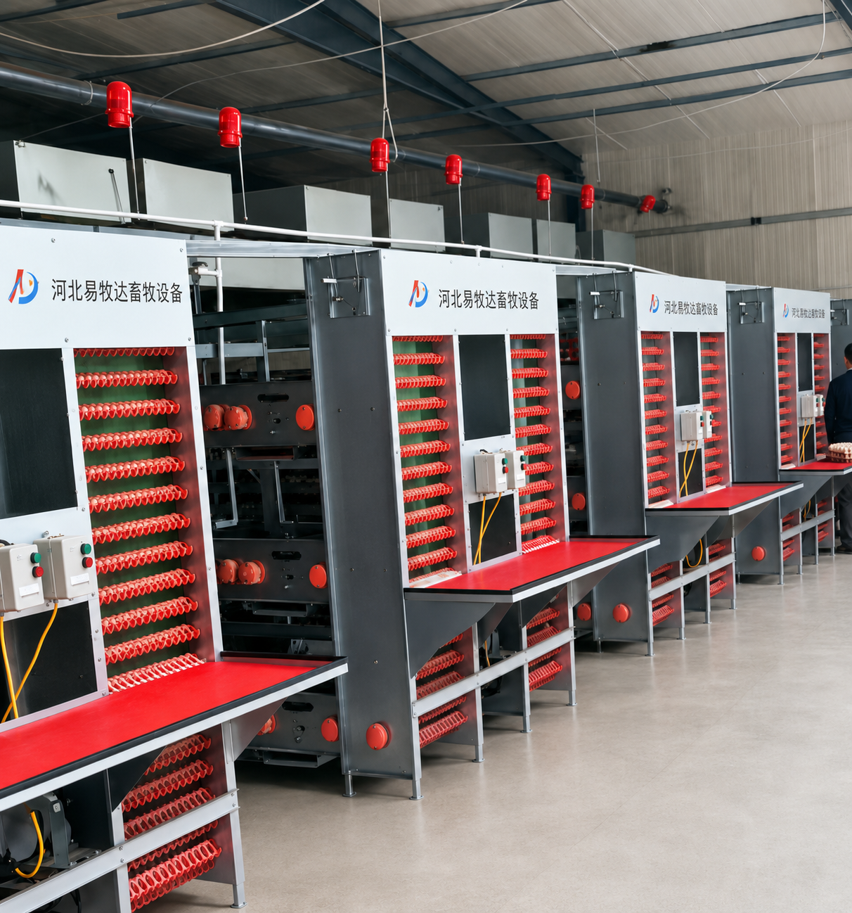Automatic Egg Collection System for Layer Chicken Farms