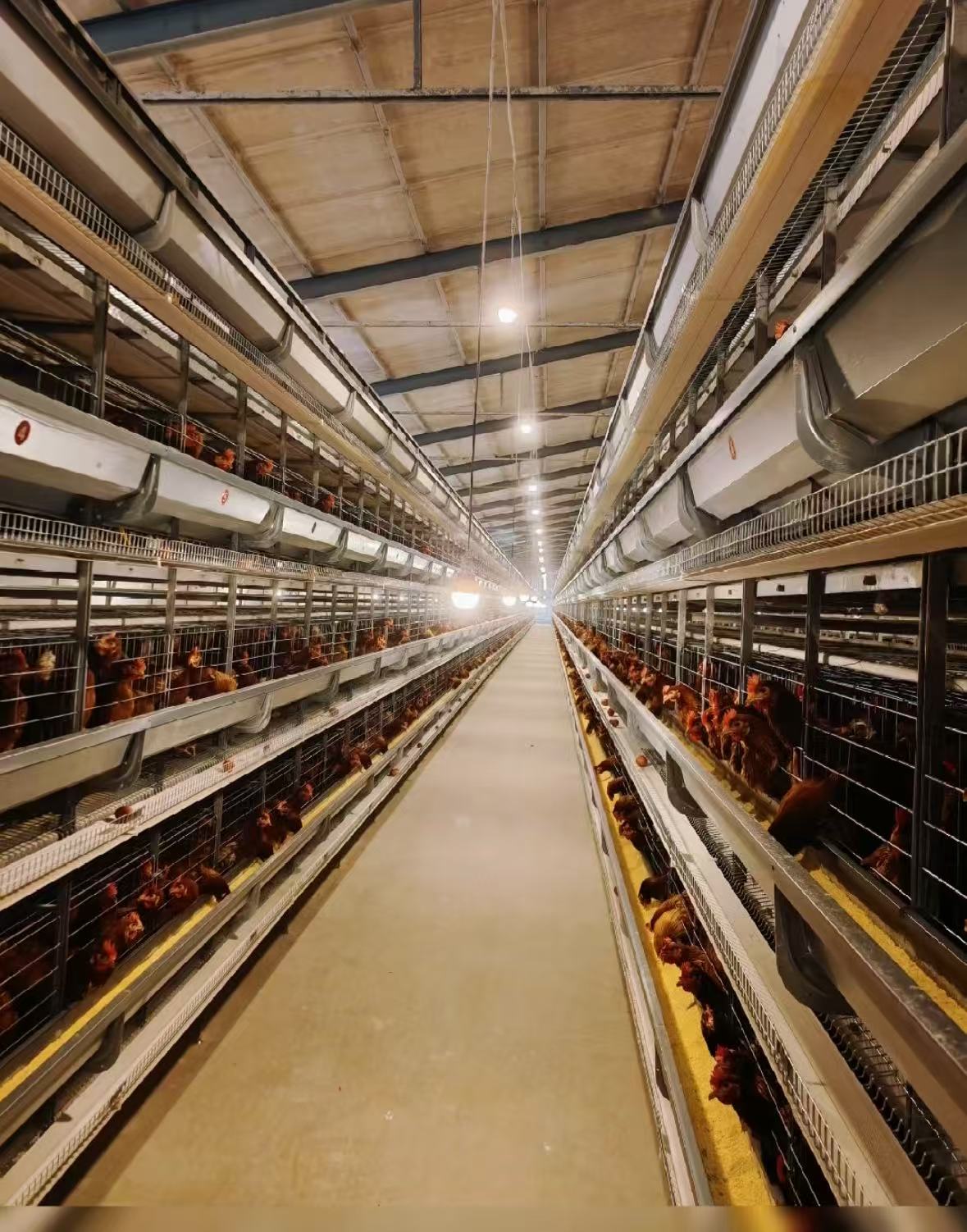 What Information Is Needed Before Designing a Poultry Farm Turnkey Project