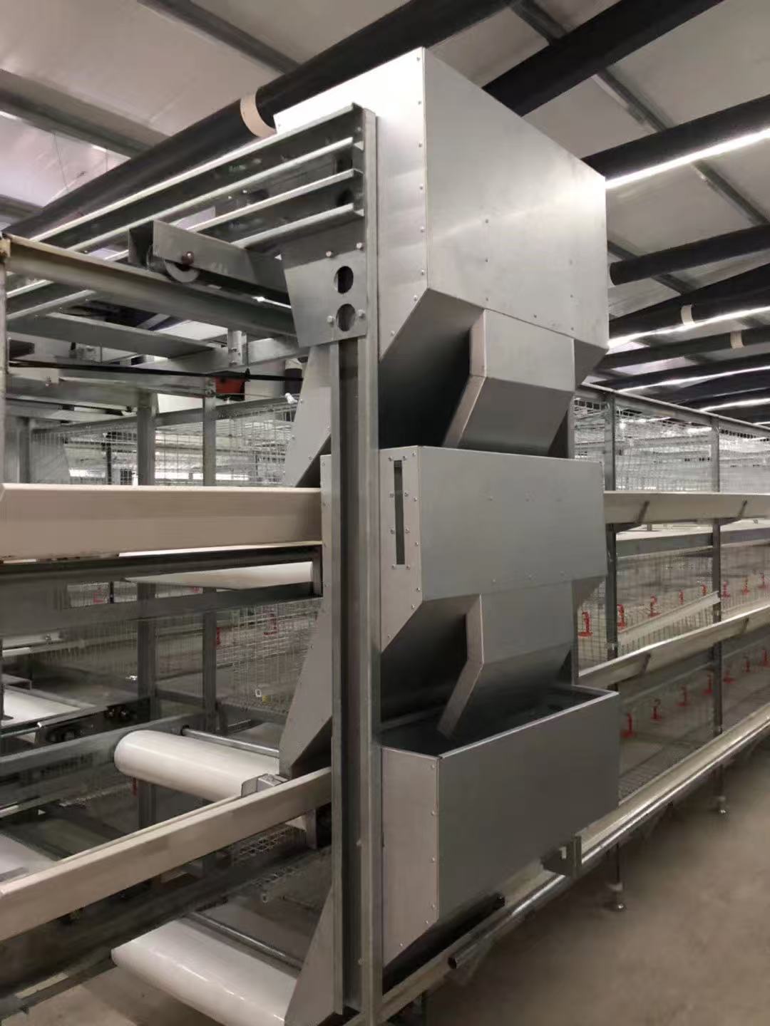 How an Automatic Feeding System Improves Efficiency in Modern Poultry Farms