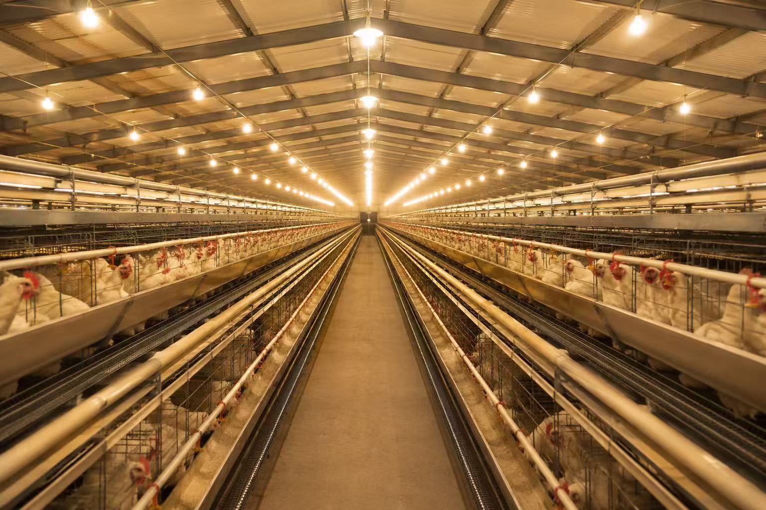 How to Plan an Effective Lighting System for a Poultry House